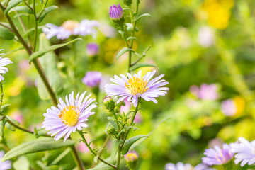 Background flowers, bunch of Purple daisies.