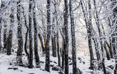 Tree trunks in a snow-covered forest