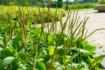 Greater Plantain, Waybread (Plantago major L.) tree in the garden © bennnn