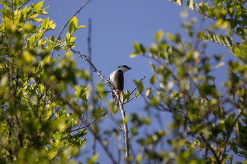 Obraz premium Red whiskered Bulbul Bird on Tree