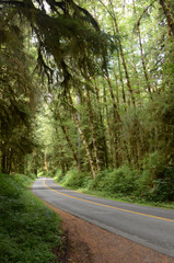 RAIN FORREST, WASHINGTON STATE