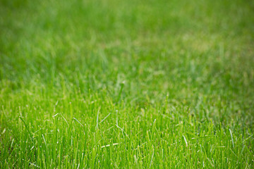 Trimmed green grass, soft focus