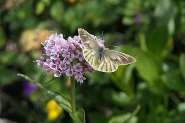 Schmetterling