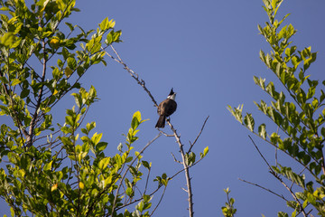 Red whiskered Bulbul Bird on Tree