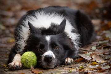 Naklejka na ściany i meble A wonderful border collie puppy plays with his ball in the autumn leaves.