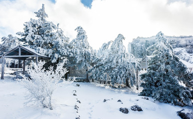 Crimean snowy forest in the mountains