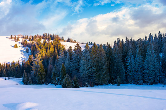 coniferous forest on the snowy slope at sunset. spruce trees in blue hoarfrost