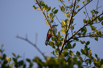 Red whiskered Bulbul Bird on Tree