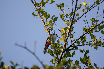Red whiskered Bulbul Bird on Tree