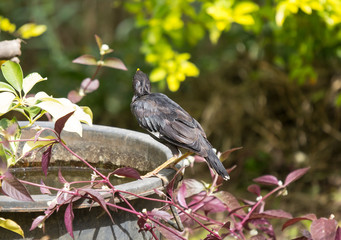 Common Myna bird