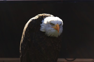 sad eagle