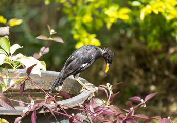 Common Myna bird