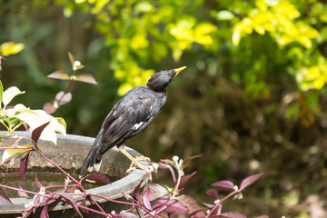 Common Myna bird
