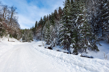 snow covered road winding uphill through forest. wonderful winter adventures