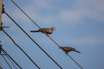 Small  bird on electricity line
