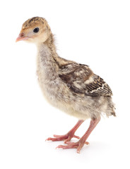 Chicken turkey isolated.