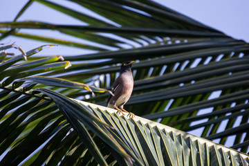 Common Myna bird on big tree