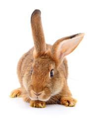 Brown rabbit on white.