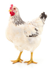 White hen isolated.