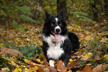 A wonderful border collie puppy plays with his ball in the autumn leaves.