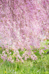 枝垂れ桜