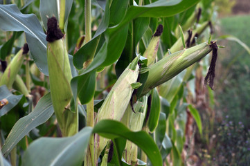 Young corn cobs with stigmas