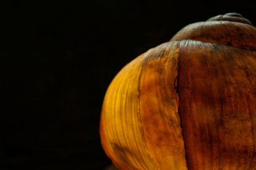 Schneckenhaus Abstrakt