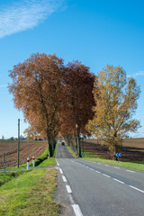 croisement route avec signalisation, alignement de platanes, voiture au loin,champs labourés, automne, tarn, France