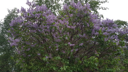 Obraz premium Lilac