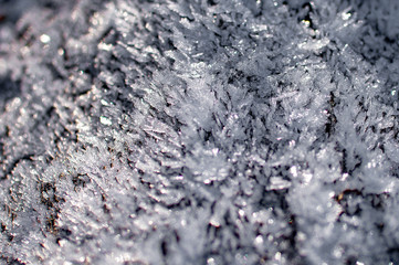 ice crystals on tree bark