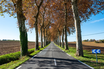 route en ligne droite avec alignement de platanes, bordées de champs labourés, automne, Tarn, Farnce
