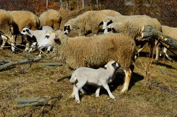 sheep and lambs on a meadow
