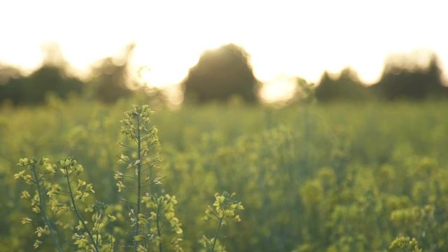 A field of rapeseed that will become biofuels