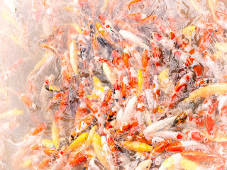 Obraz na płótnie Canvas Fancy carp or Koi fish. (Vintage colors picture)