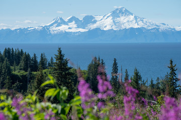 Clear view of Mount Redoubt from Anchor Point Alaska on a sunny day. Fireweed and trees in the...