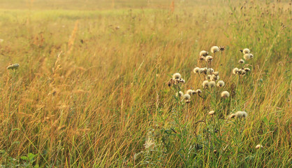 Ukrainian steppe on the sunrise in the end of summer, soft and fluffy white flowers of sonchus asper on the foreground