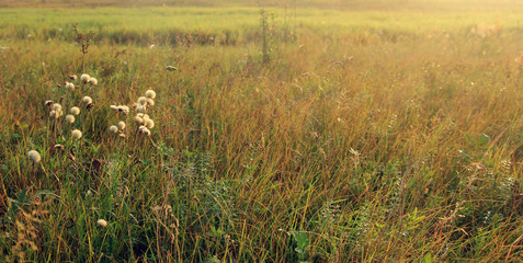 Ukrainian steppe on the sunrise in the end of summer, soft and fluffy white flowers of sonchus asper on the foreground