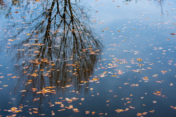 autumnal foliage on a water level - close up