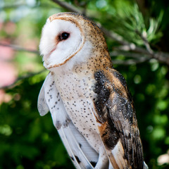 Barn Owl