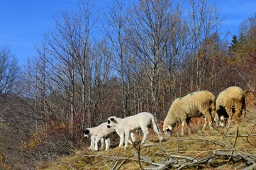 Obraz premium sheep and lambs on a meadow 