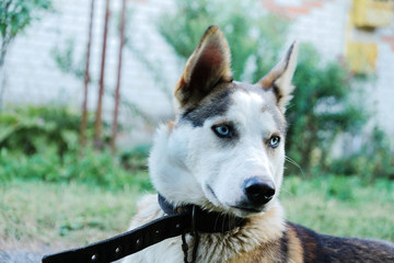 Dog's look. Blue eyes. Dog walking.