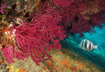 Fototapeta premium Red gorgonian Paramuricea clavata with a zebra seabream fish underwater Mediterranean sea, Cap de Creus, Costa Brava, Spain
