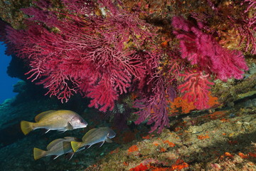 Fototapeta premium Czerwony gorgoński miękki koral z koralowcami podwodne Morze Śródziemne, Cap de Creus, Costa Brava, Katalonia, Hiszpania