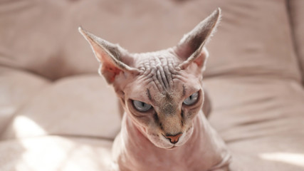 Cat of the Sphynx breed in domestic rubbish.