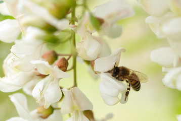 honey bee gathering on white acacia flower