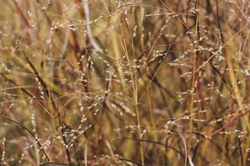 Fototapeta premium Close up background of orange autumn grass stems with seeds. Mess of long standing brown and yellow culms. Warm colors windy stalks picture
