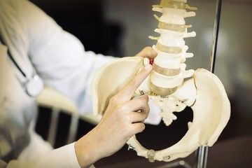 Physiotherapist holding a spine model