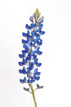 Isolated Bluebonnet (Lupinus texensis)