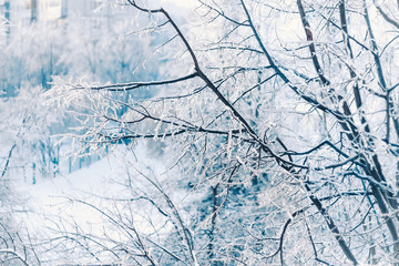 Beautiful tree branches covered with ice and white snow in winter