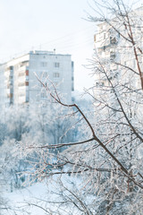 Close up of tree branches covered with ice and white snow against buildings in winter town